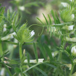 Vicia lutea