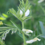 Vicia lutea