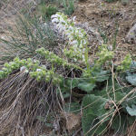 Salvia verbascifolia