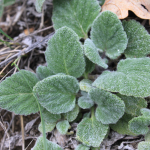 Salvia verbascifolia