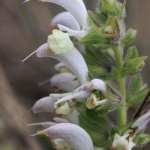 Salvia verbascifolia