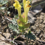 Scutellaria orientalis