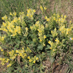 Scutellaria orientalis