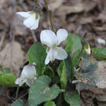 Viola alba