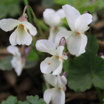 Viola alba