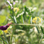 Vicia peregrina