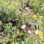 Vicia peregrina