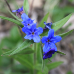 Aegonychon purpureocaeruleum