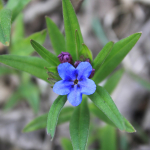 Aegonychon purpureocaeruleum