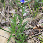 Aegonychon purpureocaeruleum