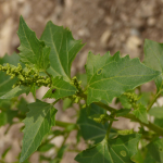 Chenopodium urbicum