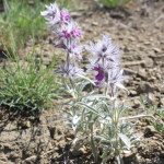 Stachys lavandulifolia