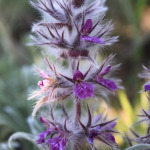 Stachys lavandulifolia