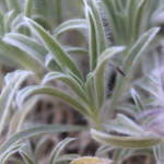 Stachys lavandulifolia