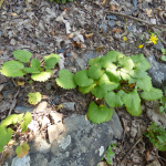 Alliaria brachycarpus