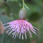 Serratula quinquefolia