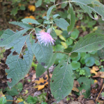 Serratula quinquefolia