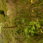 Ligusticum alatum