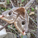 Saturnia pavonia