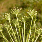 Ligusticum alatum