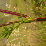 Ligusticum alatum