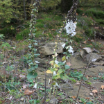 Campanula ochroleuca