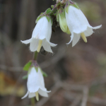 Campanula ochroleuca