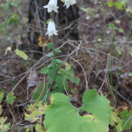 Campanula ochroleuca