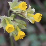 Primula macrocalyx