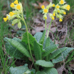 Primula macrocalyx