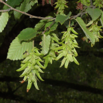 Carpinus caucasica