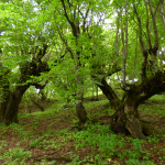 Carpinus caucasica