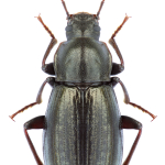 Nalassus gloriosus