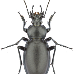 Carabus clypeatus