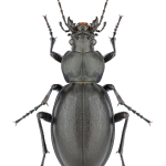 Carabus clypeatus