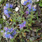 Echium vulgare