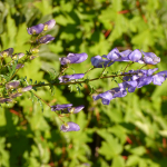 Aconitum nasutum