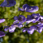 Aconitum nasutum