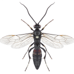 Ichneumonidae