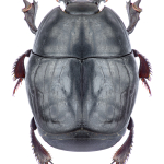 Pachylister inaequalis