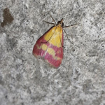 Pyrausta virginalis