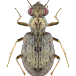 Elaphrus aureus