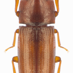 Palorus subdepressus