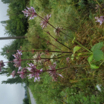 Salvia verticillata