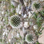 Echinops sphaerocephalus