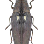 Buprestis dalmatina