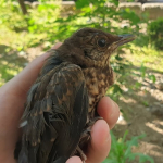 Turdus merula