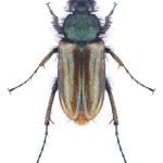 Pygopleurus cyaneoviolaceus