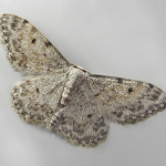 Idaea camparia