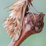 Cynaeda dentalis